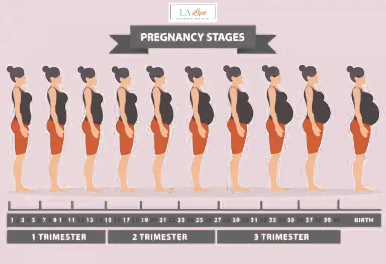 First Trimester (Weeks 1–12): Early Changes You Might Not Notice Burley